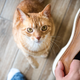 Illustration for article titled ‘Well, They’re Harmless And They Help With Pests,’ Says Man Deciding Against Squashing Cat